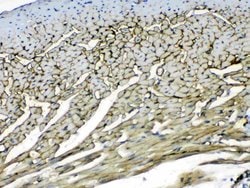 Invitrogen Laminin gamma-1,2,3 Polyclonal Antibody 100 &mu;g; Unconjugated:Antibodies,