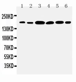 Invitrogen Laminin gamma-1 Polyclonal Antibody 100 &mu;g; Unconjugated:Antibodies,