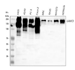 Invitrogen Laminin gamma-1,2,3 Polyclonal Antibody 100 &mu;g; Unconjugated:Antibodies,