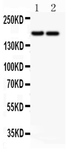 Invitrogen Laminin gamma-1,2,3 Polyclonal Antibody 100 &mu;g; Unconjugated:Antibodies,