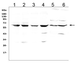 Invitrogen LBP Polyclonal Antibody 100 &mu;g; Unconjugated:Antibodies,