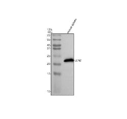 Invitrogen NGAL Polyclonal Antibody 100 &mu;g; Unconjugated:Antibodies,