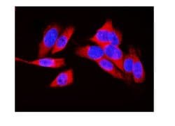 Invitrogen LDHA Polyclonal Antibody 100 &mu;g; Unconjugated:Antibodies,