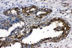 Invitrogen LDHA Polyclonal Antibody 100 &mu;g; Unconjugated:Antibodies,