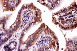 Invitrogen LDHA Polyclonal Antibody 100 &mu;g; Unconjugated:Antibodies,