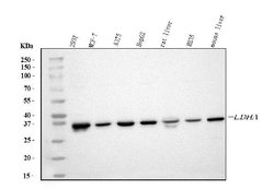 Invitrogen LDHA Polyclonal Antibody 100 &mu;g; Unconjugated:Antibodies,