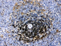 Invitrogen LDHB Polyclonal Antibody 100 &mu;g; Unconjugated:Antibodies,