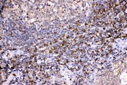Invitrogen LDHB Polyclonal Antibody 100 &mu;g; Unconjugated:Antibodies,