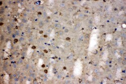 Invitrogen LDHB Polyclonal Antibody 100 &mu;g; Unconjugated:Antibodies,