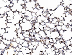 Invitrogen Galectin 3 Polyclonal Antibody 100 &mu;g; Unconjugated:Antibodies,
