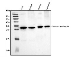 Invitrogen Galectin 3 Polyclonal Antibody 100 &mu;g; Unconjugated:Antibodies,