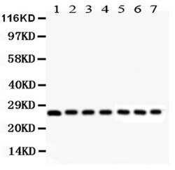 Invitrogen Galectin 3 Polyclonal Antibody 100 &mu;g; Unconjugated:Antibodies,