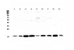 Invitrogen LIF Polyclonal Antibody 100 &mu;g; Unconjugated:Antibodies,
