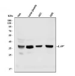 Invitrogen LIF Polyclonal Antibody 100 &mu;g | Buy Online | Invitrogen&trade; | Fisher Scientific