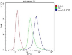 Invitrogen Lamin A/C Polyclonal Antibody 100 &mu;g; Unconjugated:Antibodies,