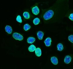 Invitrogen Lamin A/C Polyclonal Antibody 100 &mu;g; Unconjugated:Antibodies,