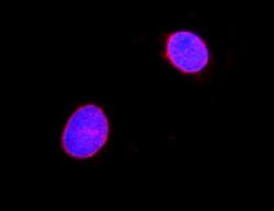 Invitrogen Lamin A/C Polyclonal Antibody 100 &mu;g; Unconjugated:Antibodies,