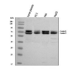 Invitrogen Lamin A/C Polyclonal Antibody 100 &mu;g; Unconjugated:Antibodies,