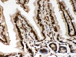 Invitrogen Lamin A/C Polyclonal Antibody 100 &mu;g; Unconjugated:Antibodies,