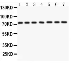 Invitrogen Lamin A/C Polyclonal Antibody 100 &mu;g; Unconjugated:Antibodies,