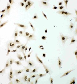 Invitrogen Lamin B1 Polyclonal Antibody 100 &mu;g; Unconjugated:Antibodies,