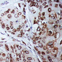 Invitrogen Lamin B1 Polyclonal Antibody 100 &mu;g; Unconjugated:Antibodies,