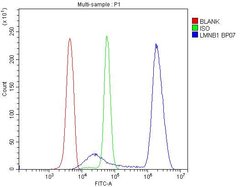 Invitrogen Lamin B1 Polyclonal Antibody 100 &mu;g; Unconjugated:Antibodies,