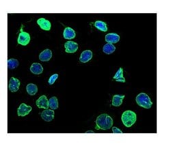 Invitrogen Lamin B1 Polyclonal Antibody 100 &mu;g; Unconjugated:Antibodies,