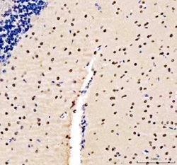 Invitrogen Lamin B1 Polyclonal Antibody 100 &mu;g; Unconjugated:Antibodies,