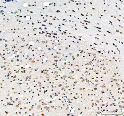 Invitrogen Lamin B1 Polyclonal Antibody 100 &mu;g; Unconjugated:Antibodies,