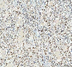 Invitrogen Lamin B1 Polyclonal Antibody 100 &mu;g; Unconjugated:Antibodies,