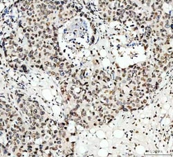 Invitrogen Lamin B1 Polyclonal Antibody 100 &mu;g; Unconjugated:Antibodies,