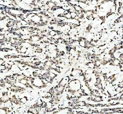Invitrogen Lamin B1 Polyclonal Antibody 100 &mu;g; Unconjugated:Antibodies,