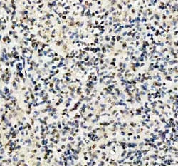 Invitrogen Lamin B1 Polyclonal Antibody 100 &mu;g; Unconjugated:Antibodies,