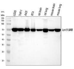 Invitrogen Lamin B1 Polyclonal Antibody 100 &mu;g; Unconjugated:Antibodies,