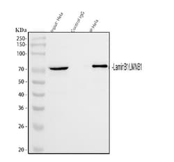 Invitrogen Lamin B1 Polyclonal Antibody 100 &mu;g; Unconjugated:Antibodies,