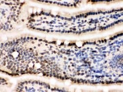Invitrogen Lamin B1 Polyclonal Antibody 100 &mu;g; Unconjugated:Antibodies,