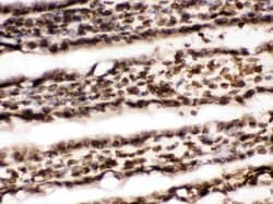 Invitrogen Lamin B1 Polyclonal Antibody 100 &mu;g; Unconjugated:Antibodies,