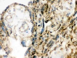 Invitrogen Lamin B1 Polyclonal Antibody 100 &mu;g; Unconjugated:Antibodies,