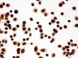 Invitrogen Lamin B1 Polyclonal Antibody 100 &mu;g; Unconjugated:Antibodies,