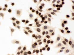 Invitrogen Lamin B1 Polyclonal Antibody 100 &mu;g; Unconjugated:Antibodies,