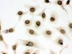 Invitrogen Lamin B1 Polyclonal Antibody 100 &mu;g; Unconjugated:Antibodies,