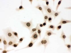Invitrogen Lamin B1 Polyclonal Antibody 100 &mu;g; Unconjugated:Antibodies,