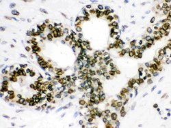 Invitrogen Lamin B1 Polyclonal Antibody 100 &mu;g; Unconjugated:Antibodies,