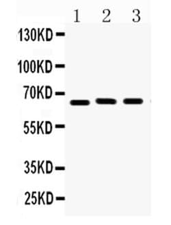 Invitrogen Lamin B1 Polyclonal Antibody 100 &mu;g; Unconjugated:Antibodies,