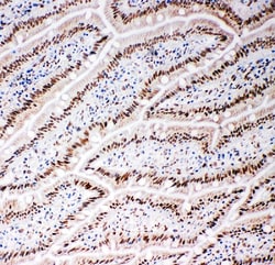 Invitrogen Lamin B2 Polyclonal Antibody 100 &mu;g; Unconjugated:Antibodies,