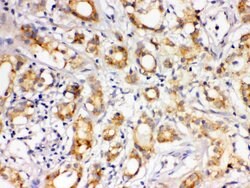 Invitrogen LOXL1 Polyclonal Antibody 100 &mu;g; Unconjugated:Antibodies,