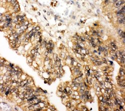 Invitrogen LPXN Polyclonal Antibody 100 &mu;g; Unconjugated:Antibodies,