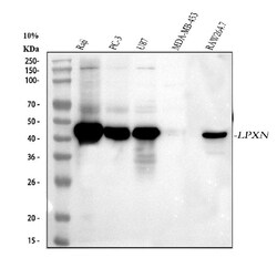 Invitrogen LPXN Polyclonal Antibody 100 &mu;g; Unconjugated:Antibodies,