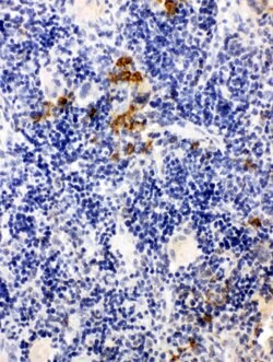 Invitrogen LPXN Polyclonal Antibody 100 &mu;g; Unconjugated:Antibodies,